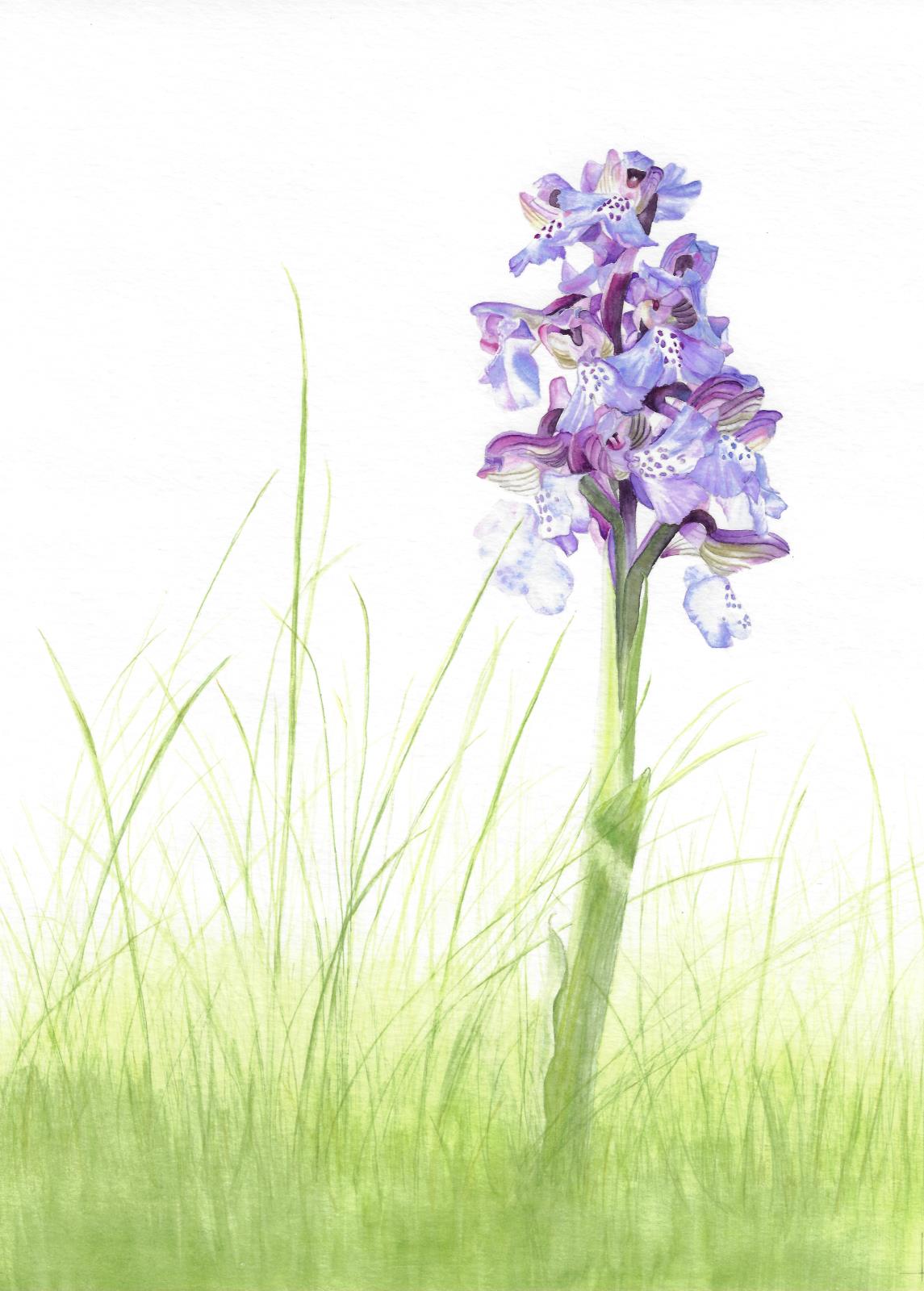 Green veined orchid (Anacamptis morio) - "Meadow Beauty" 
